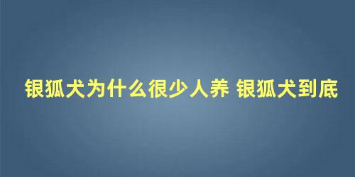 银狐犬为什么很少人养 银狐犬到底好不好养